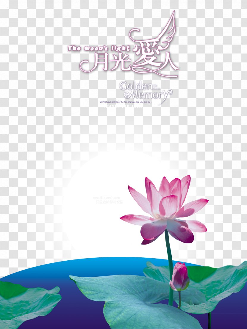 Photography Moonlight Over The Lotus Pond Numbered Musical Notation Nelumbo Nucifera - Purple - Yueguangairen Background Transparent PNG