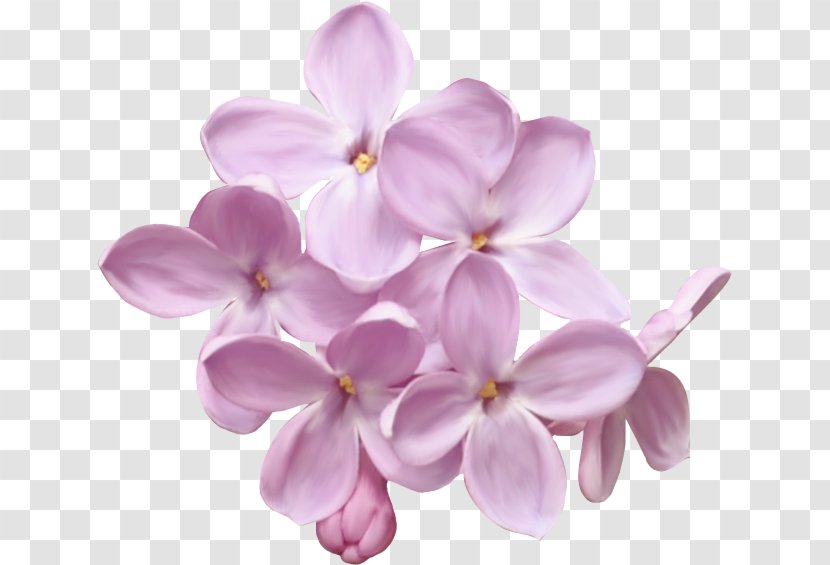 Photography Lilac Clip Art - Flowering Plant Transparent PNG