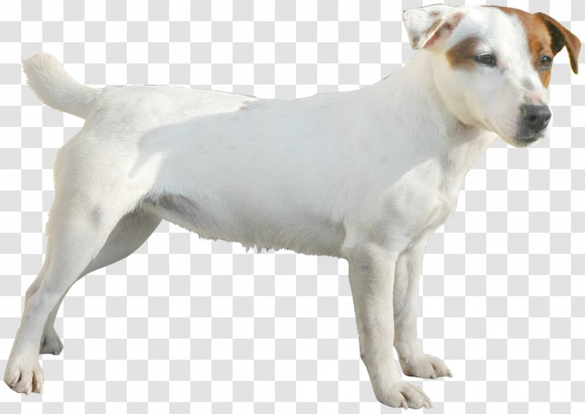 Jack Russell Terrier Parson West Highland White Dog Breed Puppy - Russel Transparent PNG