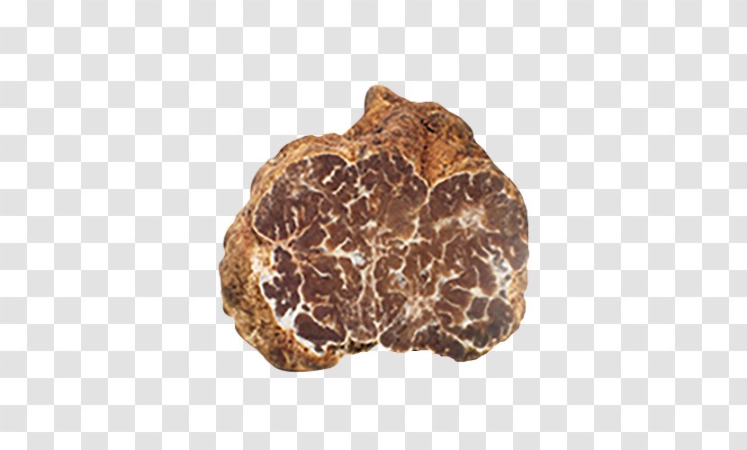 Périgord Black Truffle Piedmont White Alba La Truffe - Tuber Macrosporum - Mushroom Transparent PNG