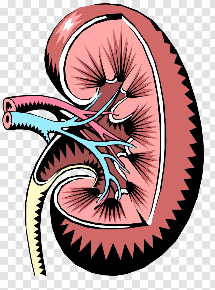 Chronic Kidney Disease Renal Function Excretory System - Cartoon Transparent PNG