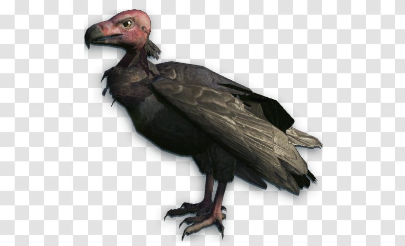 Bird Red-headed Vulture Turkey Bald Eagle - Andean Condor Transparent PNG