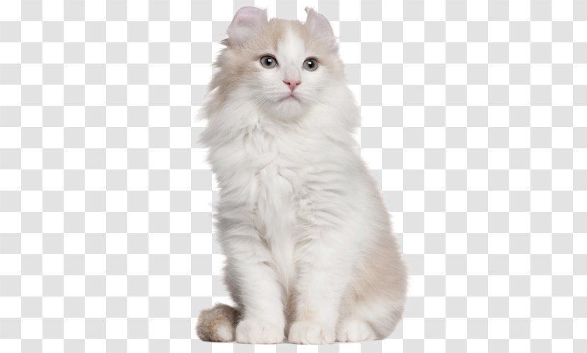 American Curl Shorthair British Persian Cat Bobtail - Watercolor Transparent PNG