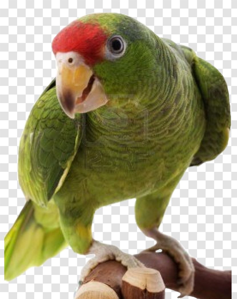 Parrot Red-crowned Amazon Bird Budgerigar - Lovebird Transparent PNG