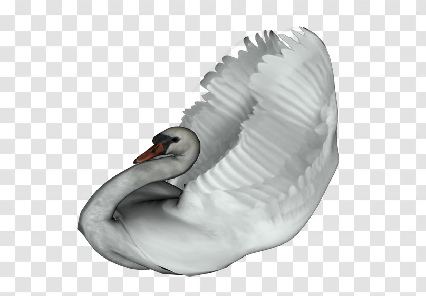 Cygnini Domestic Goose Bird Duck Transparent PNG