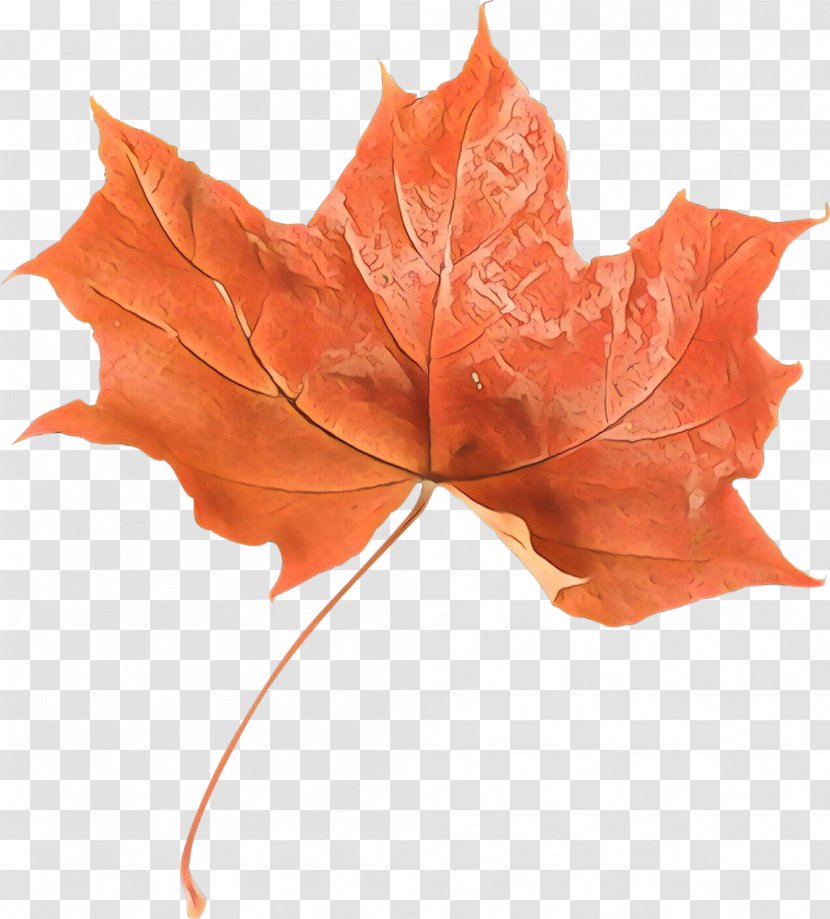 Maple Leaf - Autumn - Plane Transparent PNG