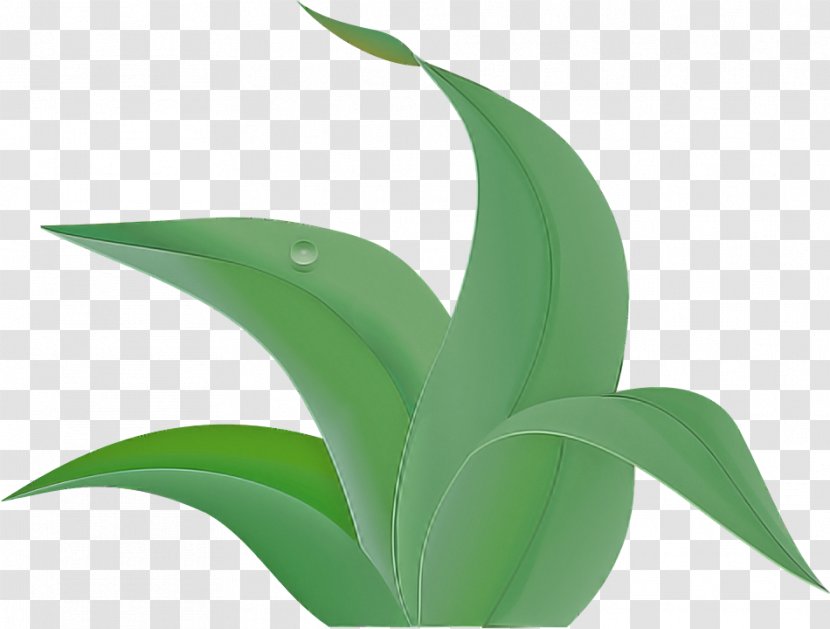 Leaf Green Plant Flower Terrestrial - Houseplant - Perennial Transparent PNG