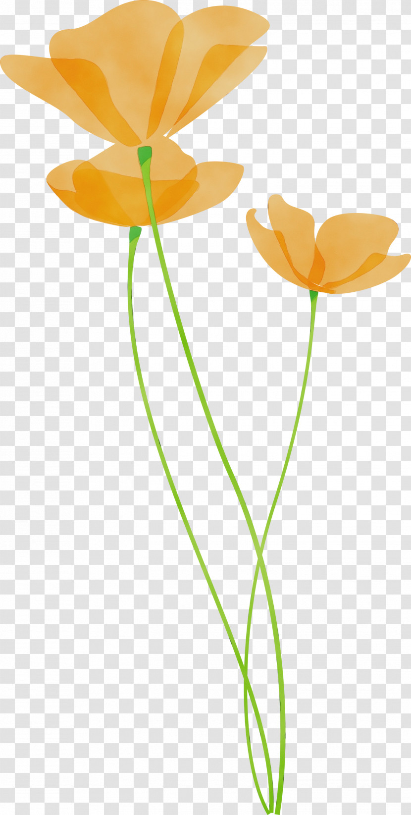 Orange Transparent PNG