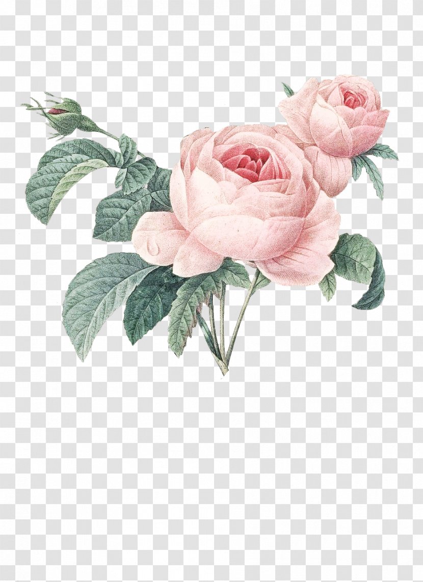 Garden Roses - Floribunda - Plant Transparent PNG