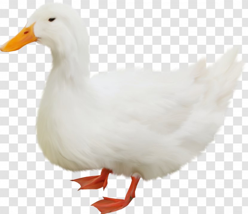 Bird Duck Goose Cygnini Insect - Pato Transparent PNG