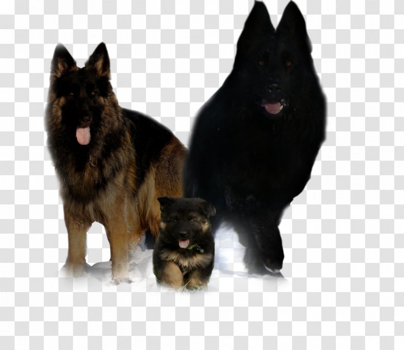 King Shepherd German Shiloh Dog Tervuren Schipperke - Vulnerable Native Breeds - Psy Transparent PNG