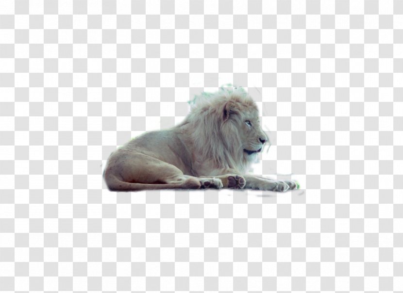 Lion Big Cat Wildlife Snout Transparent PNG