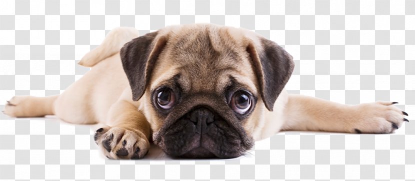 Doug The Pug Puppy Dog Breed Fawn - Fox - Paw Transparent PNG