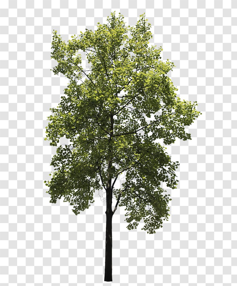 Oak Tree Leaf - Plant - Birch Stem Transparent PNG
