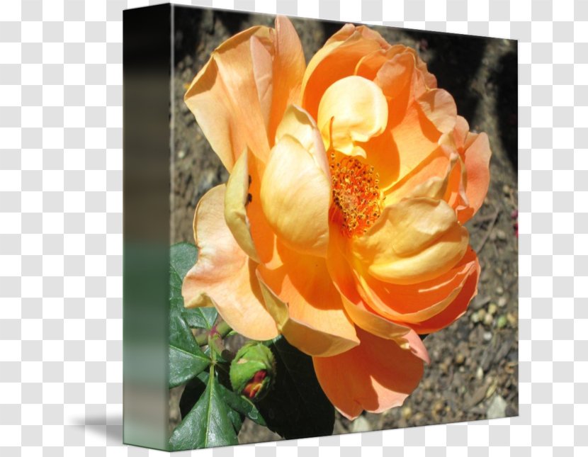Cut Flowers Garden Roses Centifolia Rosaceae - Rose Leslie Transparent PNG
