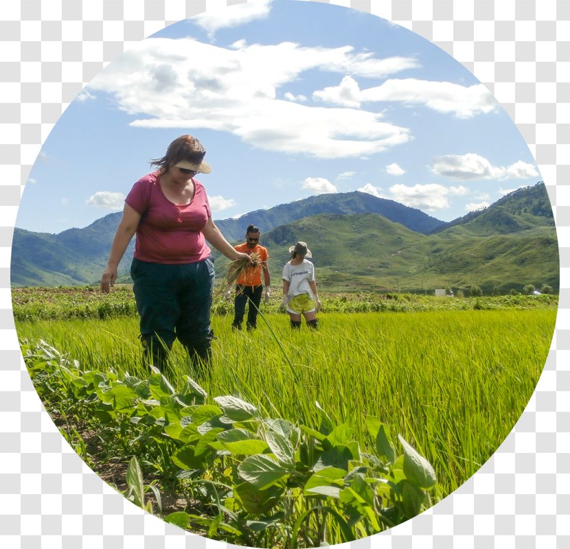 Leisure Tourism Grassland Hill Station Farm - Vacation - Korean Rice Fields Transparent PNG