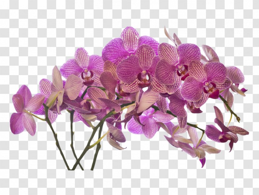 Mural Wall Decal Sticker Painting - Moth Orchid - Orchids Transparent PNG