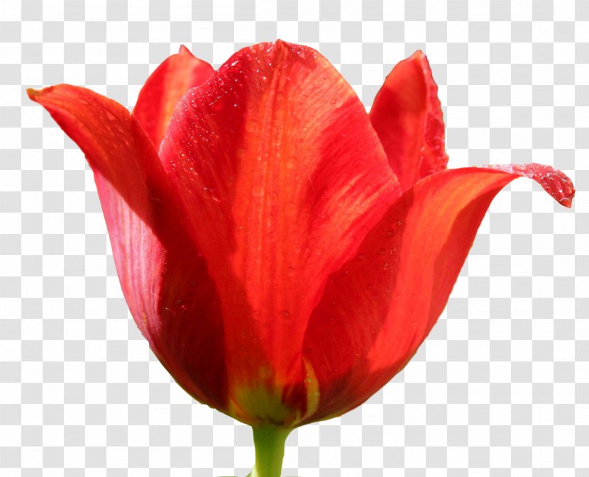 Tulip Clip Art - Internet Media Type - Image Transparent PNG