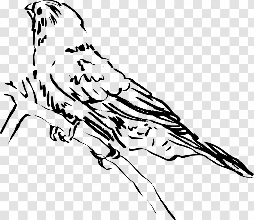 Beak Bird Clip Art - Artwork Transparent PNG