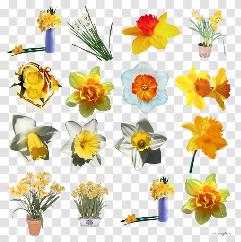 Daffodil Floral Design I Wandered Lonely As A Cloud Flower - Flora Transparent PNG