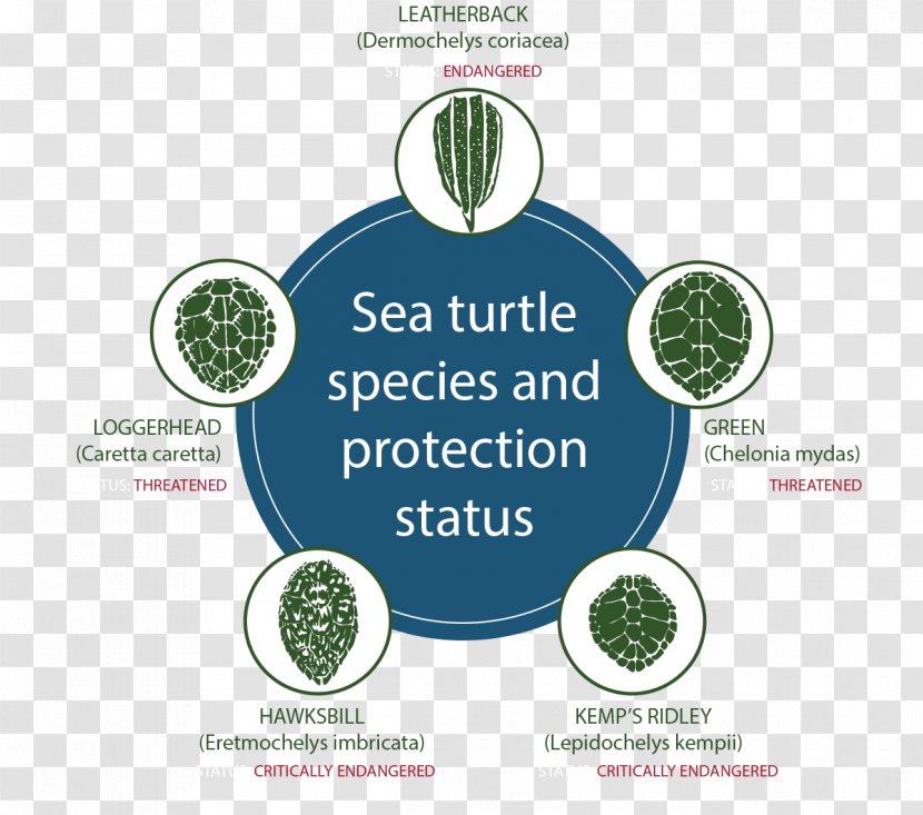 Sea Turtle Conservancy Kemp's Ridley Leatherback Reptile - Brand Transparent PNG
