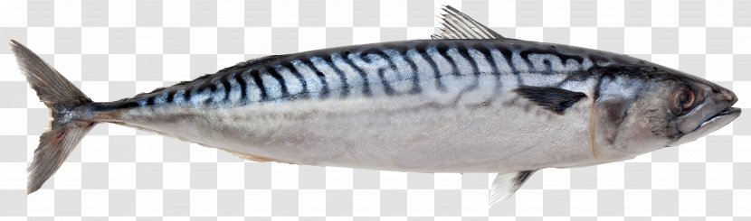 Atlantic Mackerel Pelagic Fish Herring - Scombridae Transparent PNG