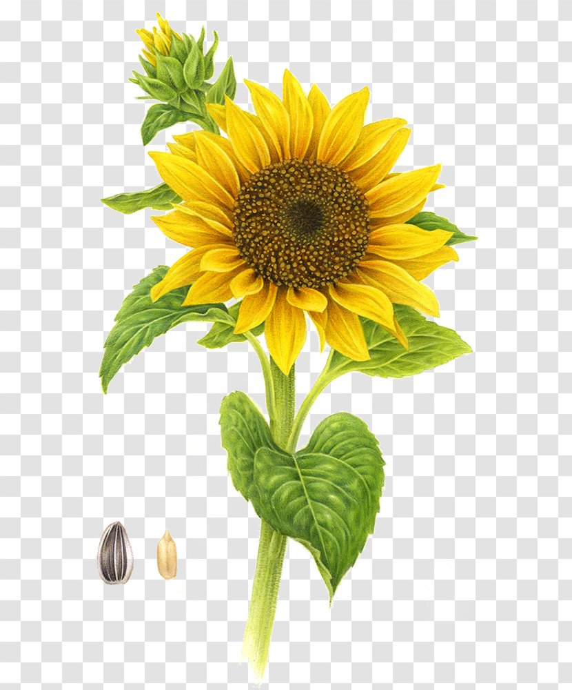 Common Sunflower Yellow - Flowering Plant Transparent PNG