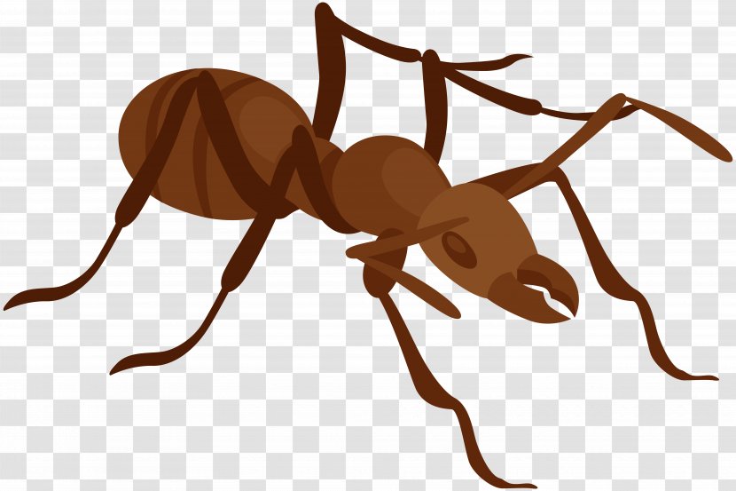 Ant Insect Clip Art - Pest Transparent PNG