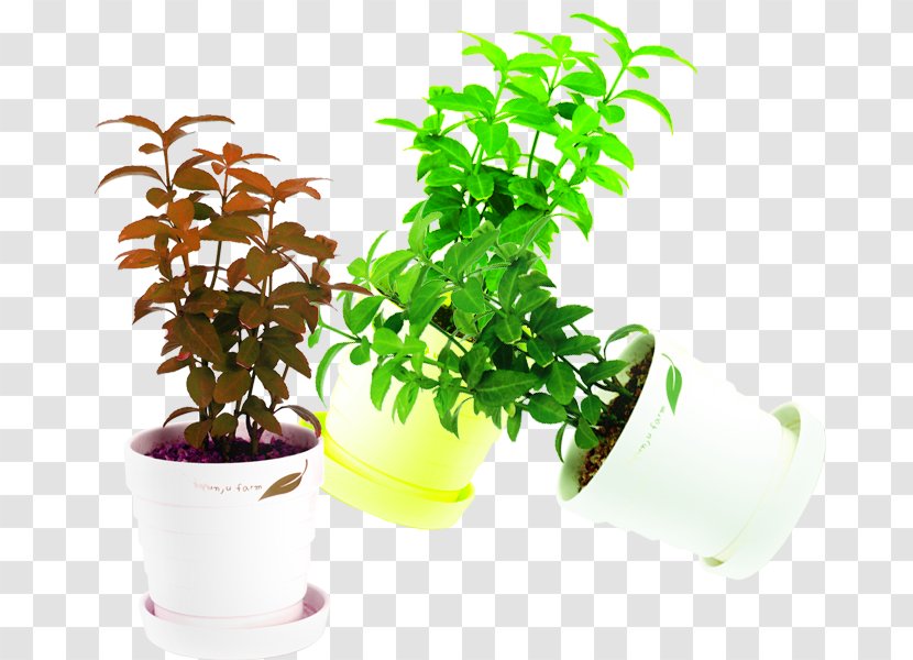 Plant Mint Flowerpot Download - Laceleaf - In Kind Transparent PNG