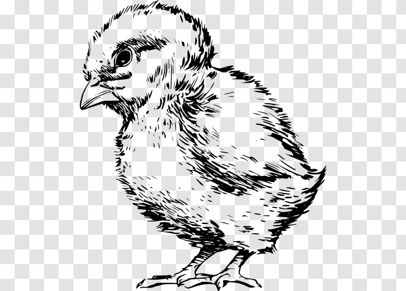 Bird Drawing Chicken Kifaranga Clip Art - Monochrome Photography Transparent PNG