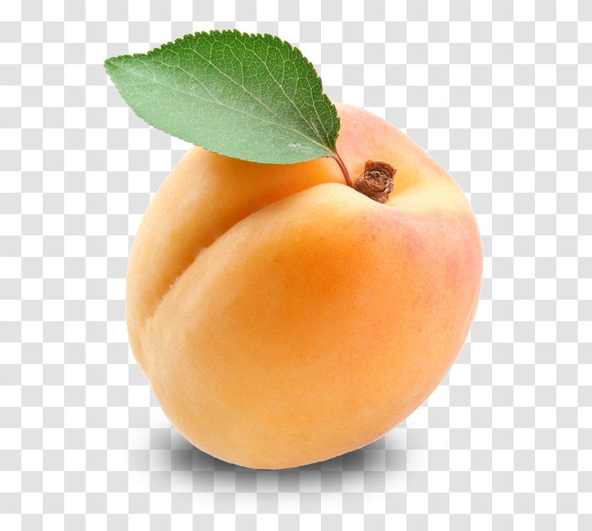 Apricot Fruit - Stock Photography - Free Download Transparent PNG