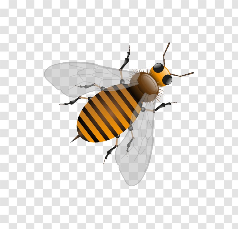 Honey Bee Honeycomb Illustration Transparent PNG