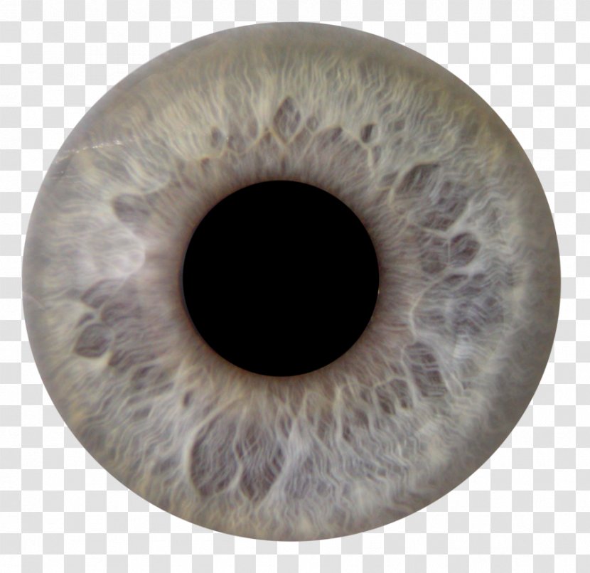 Human Eye Iris Pupil Color - Silhouette Transparent PNG