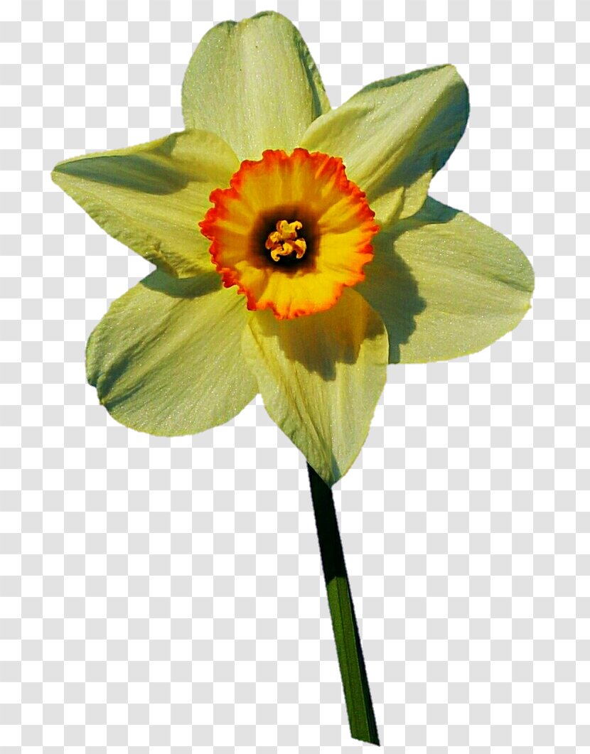 Daffodil Transvaal Daisy Pink DeviantArt Flower - Reddit Transparent PNG
