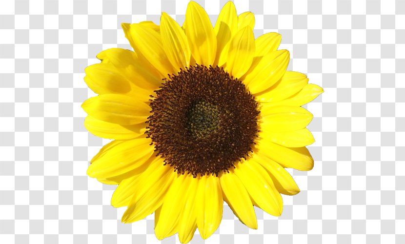 Common Sunflower Clip Art Vector Graphics Drawing Royalty-free - Royaltyfree Transparent PNG