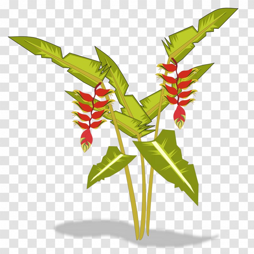 Bird Of Paradise Flower Heliconia Psittacorum Plant Clip Art - Lobsterclaws - Clothesline Transparent PNG