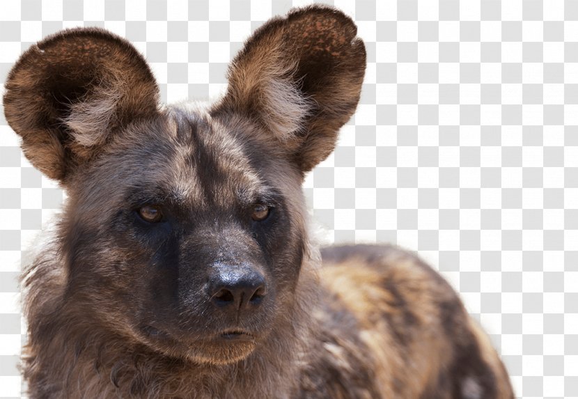African Wild Dog Lion What It's Like To Be A Dog: And Other Adventures In Animal Neuroscience National Zoo & Aquarium - Terrestrial - Puppies Transparent PNG