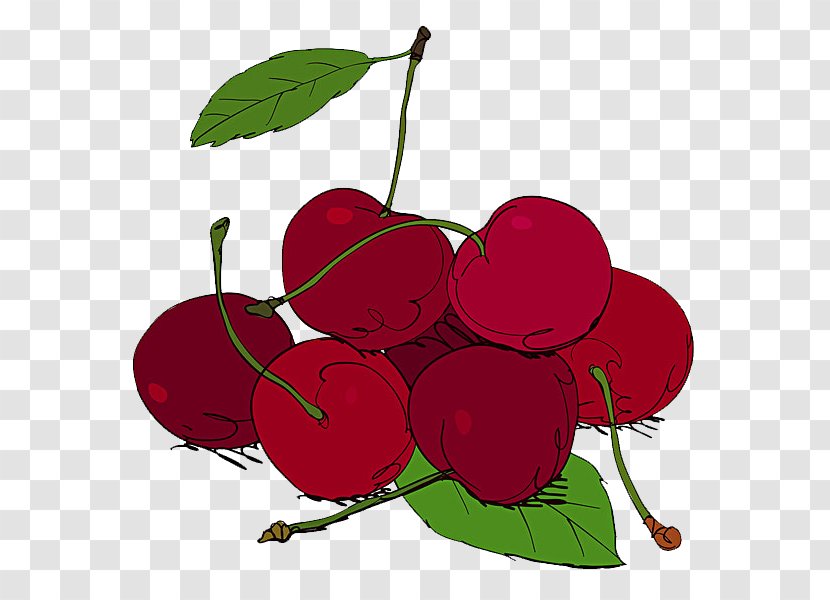 Cherry Fruit Illustration - Vegetable Transparent PNG