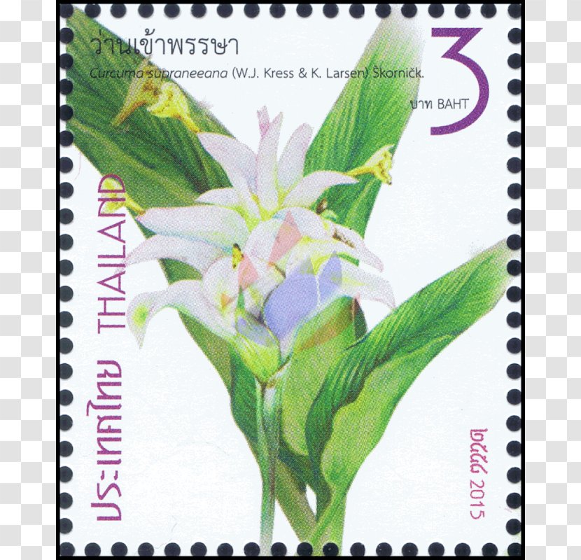 Postage Stamps Ginger Zingiber Spectabile Rhynchanthus Longiflorus Greater Galangal - Flora - Definitive Stamp Transparent PNG