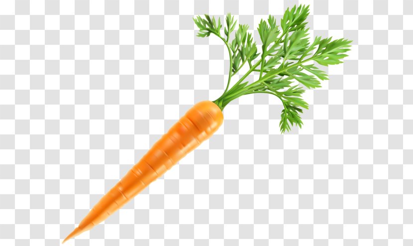 Baby Carrot Clip Art Vegetable - Drawing Transparent PNG