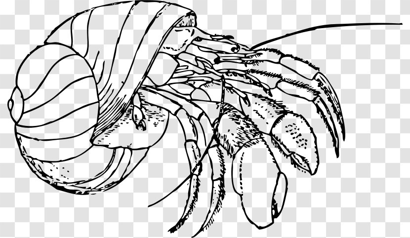 Hermit Crab Coloring Book Drawing Clip Art - Cartoon Transparent PNG
