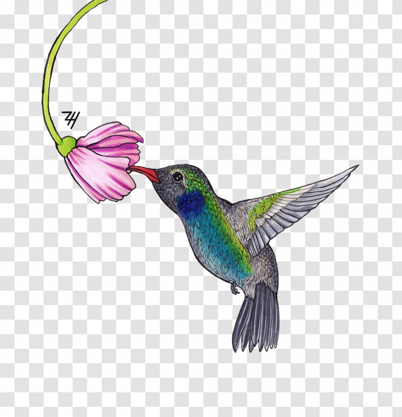 Hummingbird Feather Beak Wing Transparent PNG