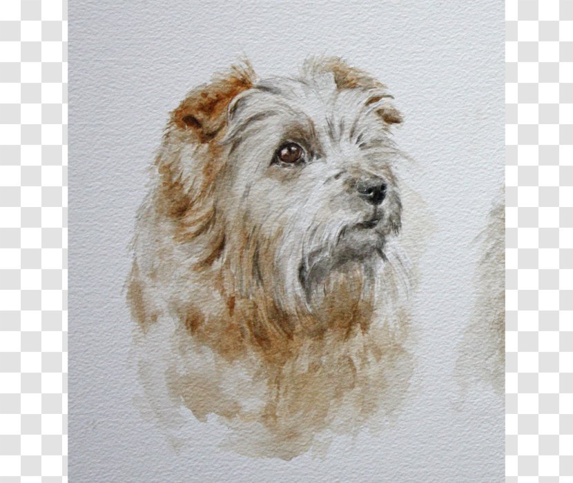 Glen Norfolk Terrier Dandie Dinmont Cairn Sporting Lucas - Annabel's Transparent PNG