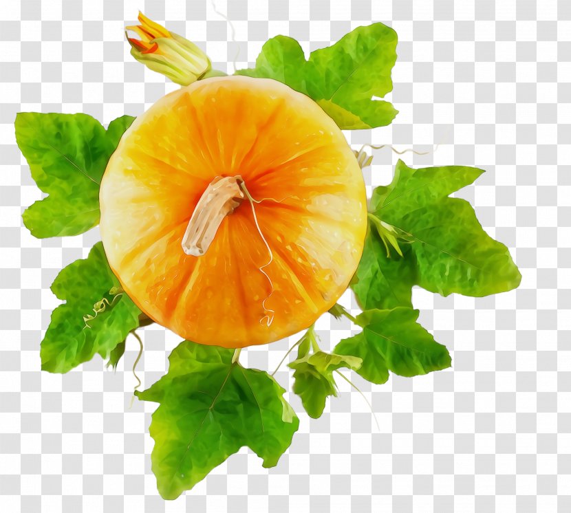 Leaf Plant Flower Food Nasturtium - Paint - Vegetarian Garnish Transparent PNG