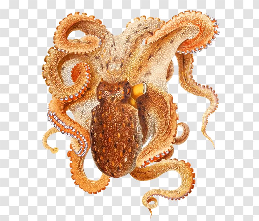 Common Octopus Cephalopod Octopodidae Cuttlefish - Macrotritopus Defilippi - Octapus Transparent PNG