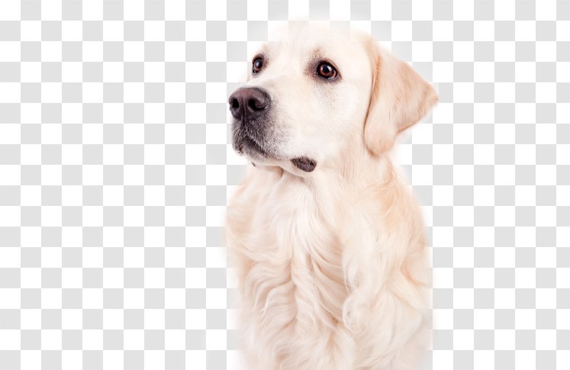 Golden Retriever Labrador Puppy Dog Breed Companion - Pet - Family Transparent PNG