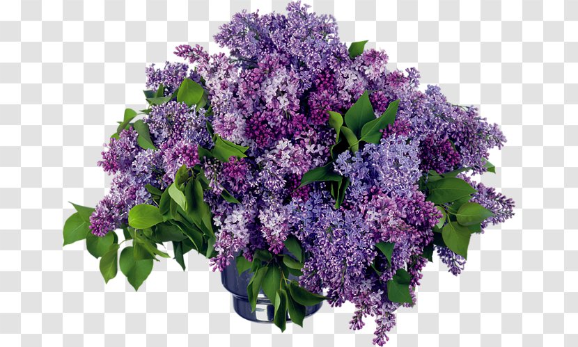 Desktop Wallpaper Image Day Of HR Specialist Flower Lilac - Photography Transparent PNG