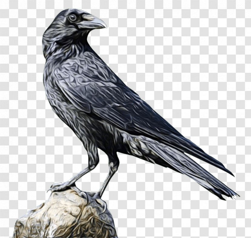 Cartoon Bird - Beak - Falconiformes Fish Crow Transparent PNG