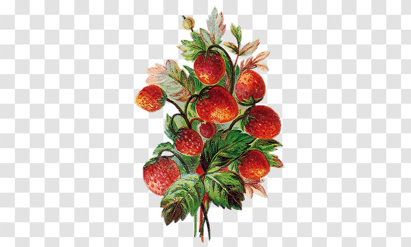 Strawberry Fruit Vegetable Cherry - Painted Transparent PNG