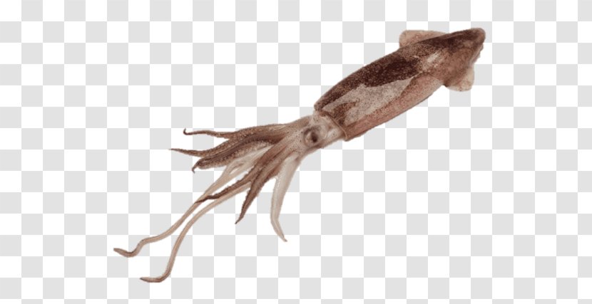 Squid As Food Roast Doryteuthis Opalescens Octopus - Colossal - Captus Transparent PNG